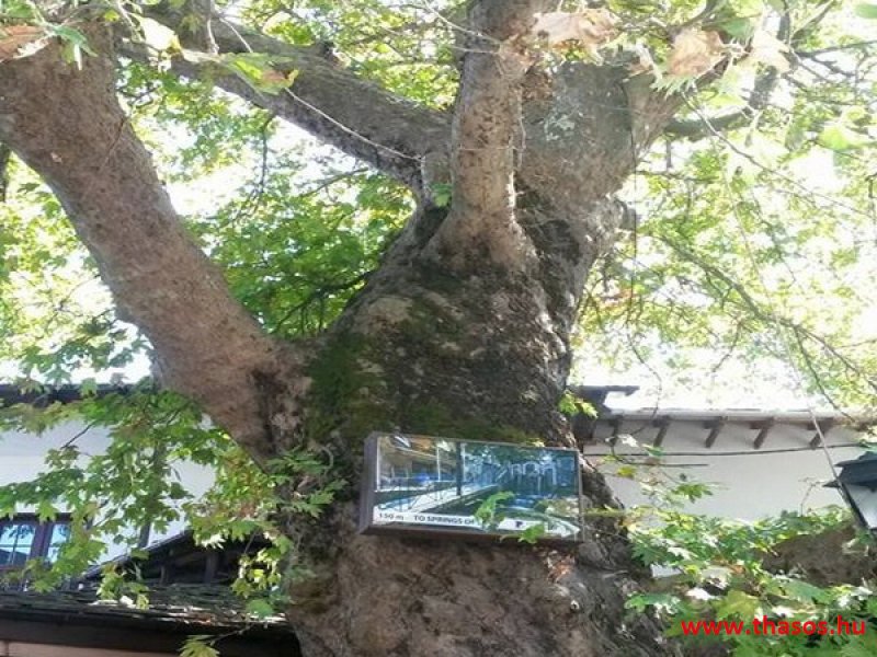 Az öreg falu, a vén platán és a folyók meséje